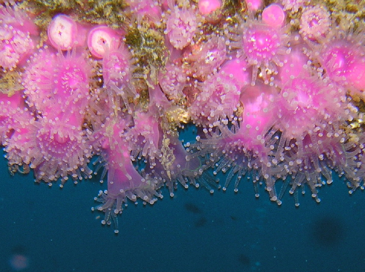 Corynactis viridis